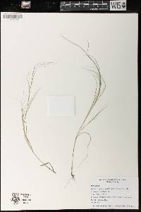 Muhlenbergia cuspidata image