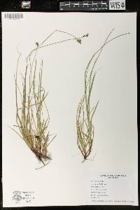 Carex peckii image