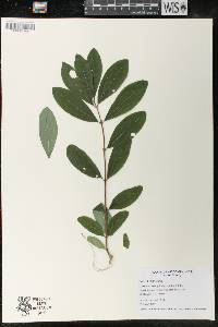 Lonicera oblongifolia image