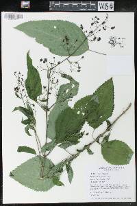 Scrophularia marilandica image