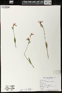 Pogonia ophioglossoides image