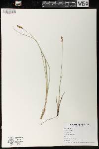 Carex exilis image