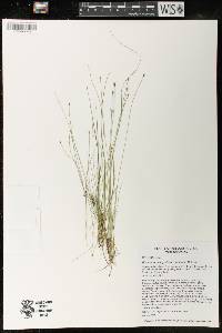 Eleocharis quinqueflora image