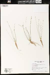 Eleocharis quinqueflora image