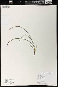 Carex jamesii image