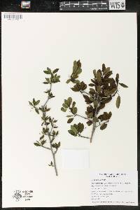 Ilex mucronata image