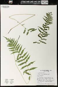 Thelypteris simulata image