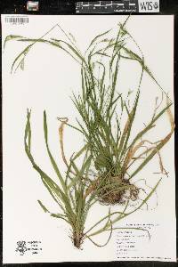 Carex leptonervia image