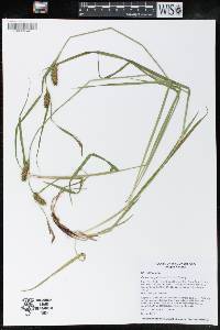 Carex houghtoniana image