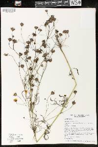 Coreopsis tinctoria image