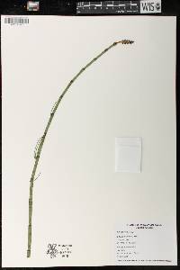 Equisetum fluviatile image