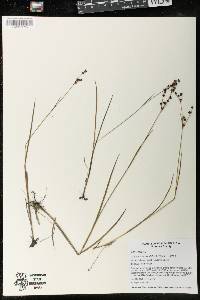 Juncus brevicaudatus image