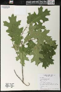 Quercus ellipsoidalis image