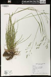 Poa saltuensis image