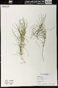 Equisetum pratense image