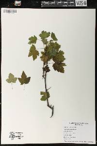 Ribes americanum image