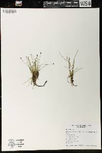 Eleocharis flavescens image