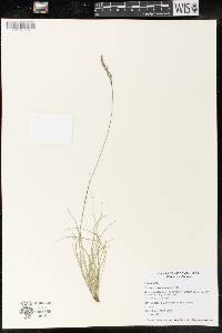 Festuca saximontana image