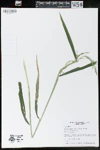 Cinna latifolia image