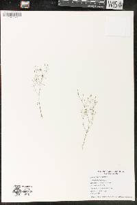 Gypsophila muralis image