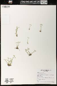 Cerastium semidecandrum image