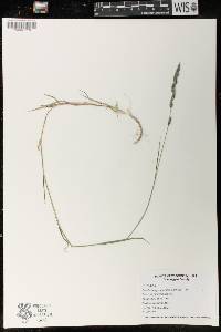 Muhlenbergia glomerata image