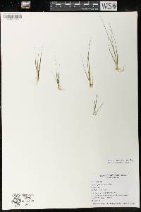 Juncus pelocarpus image