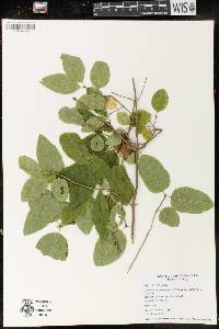 Lonicera canadensis image