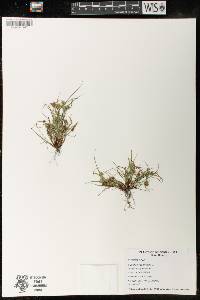 Cyperus squarrosus image