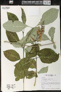 Syringa josikaea image