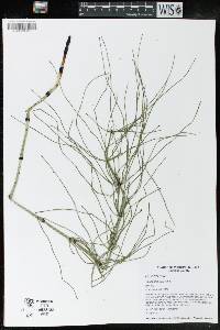 Equisetum palustre image