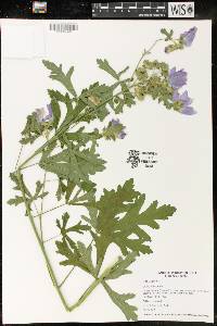 Malva moschata image