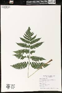 Dryopteris goldieana image