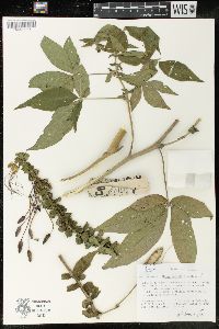 Image of Cleome anomala