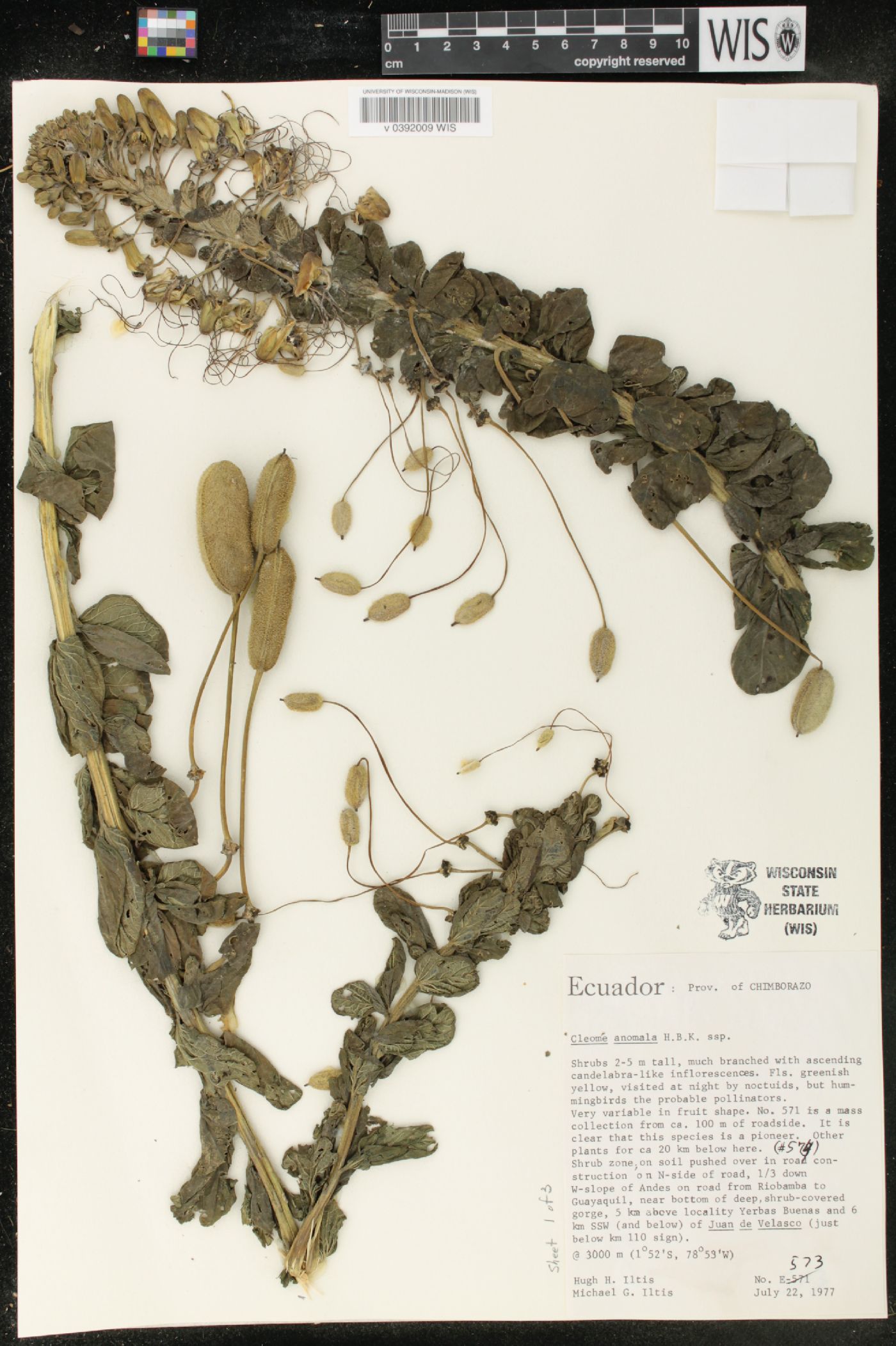 Cleome anomala image