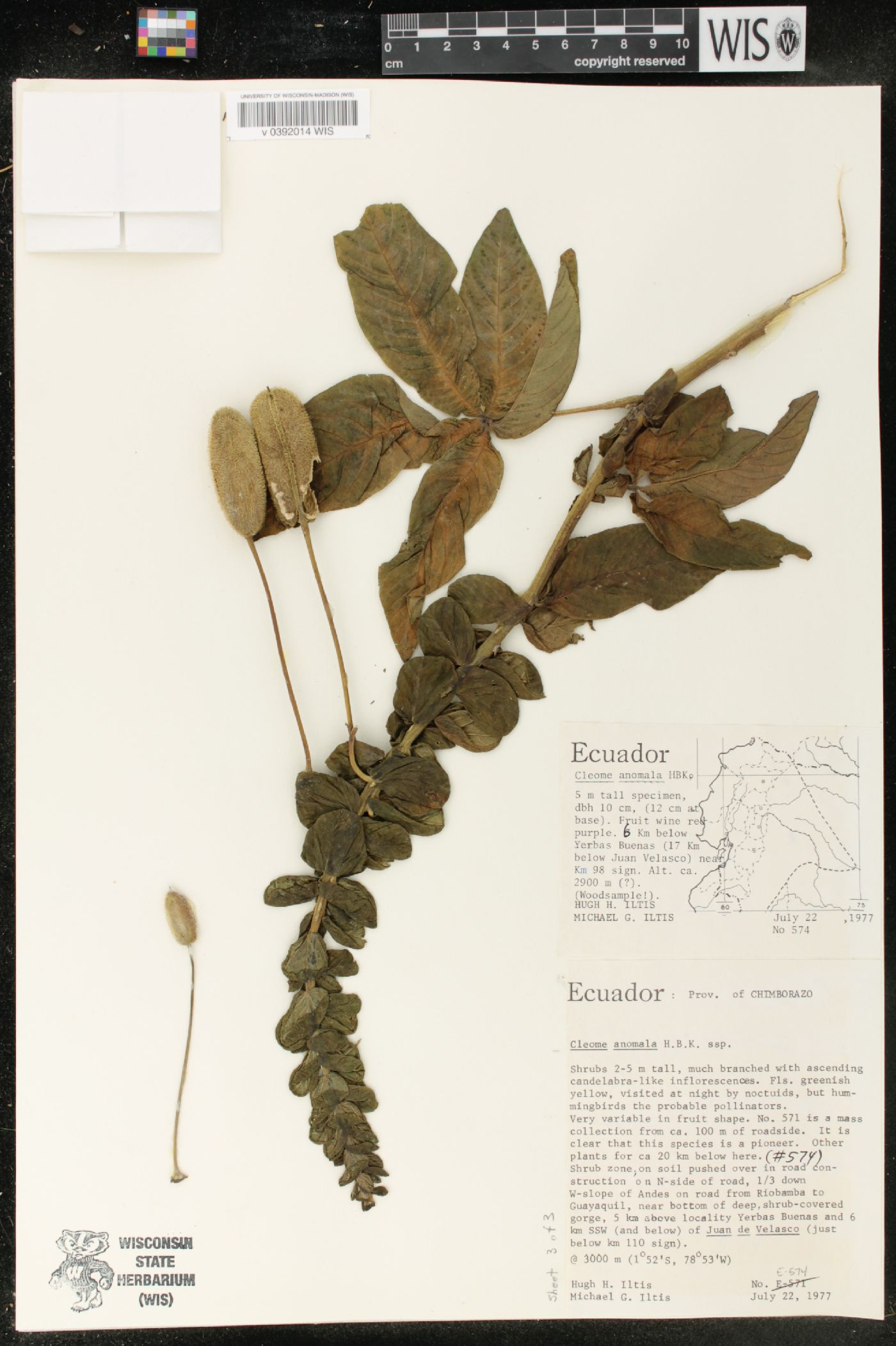 Cleome anomala image