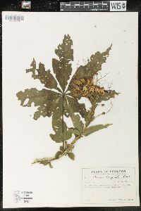 Image of Cleome longifolia