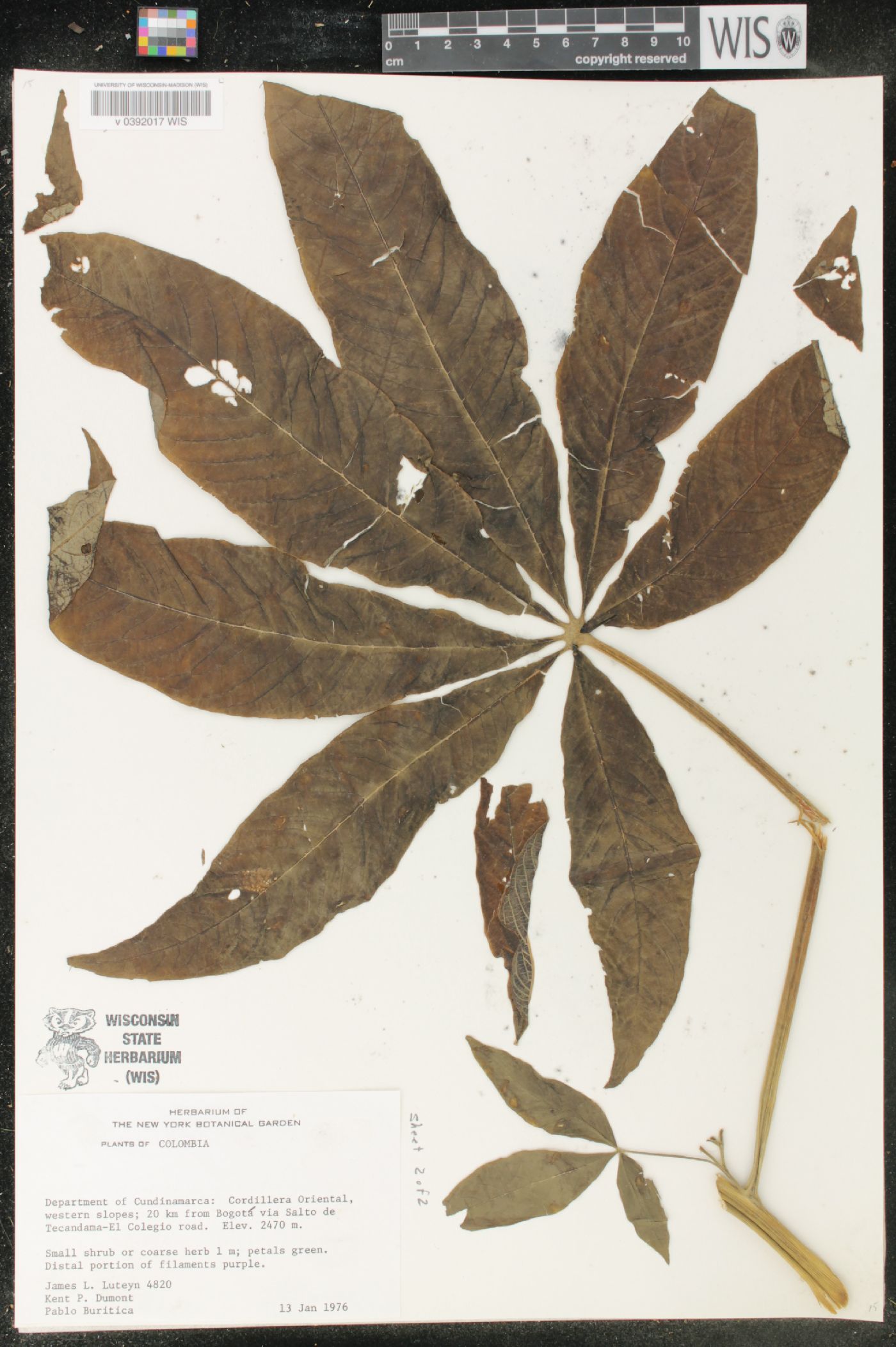 Cleome anomala image