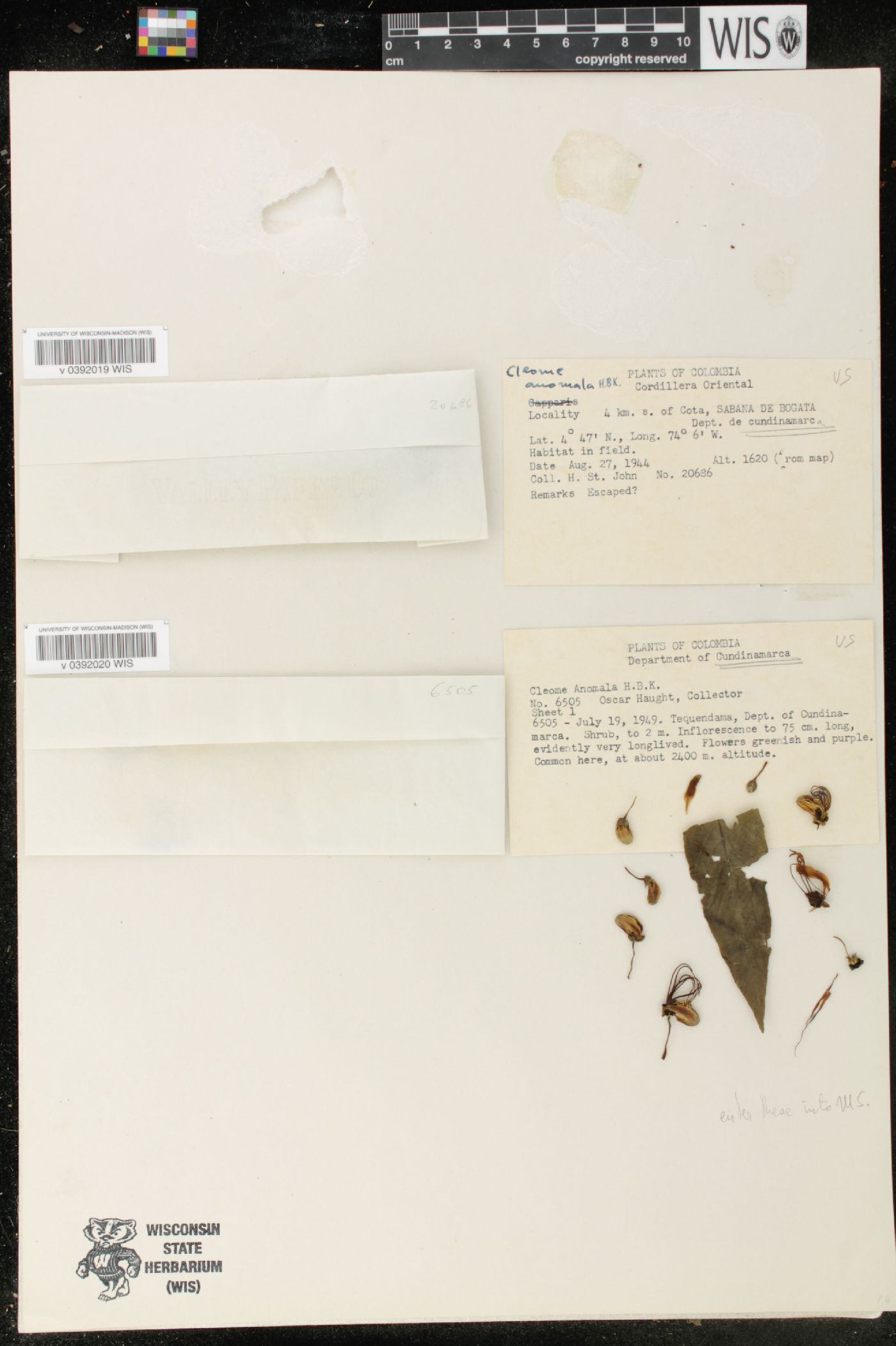 Cleome anomala image