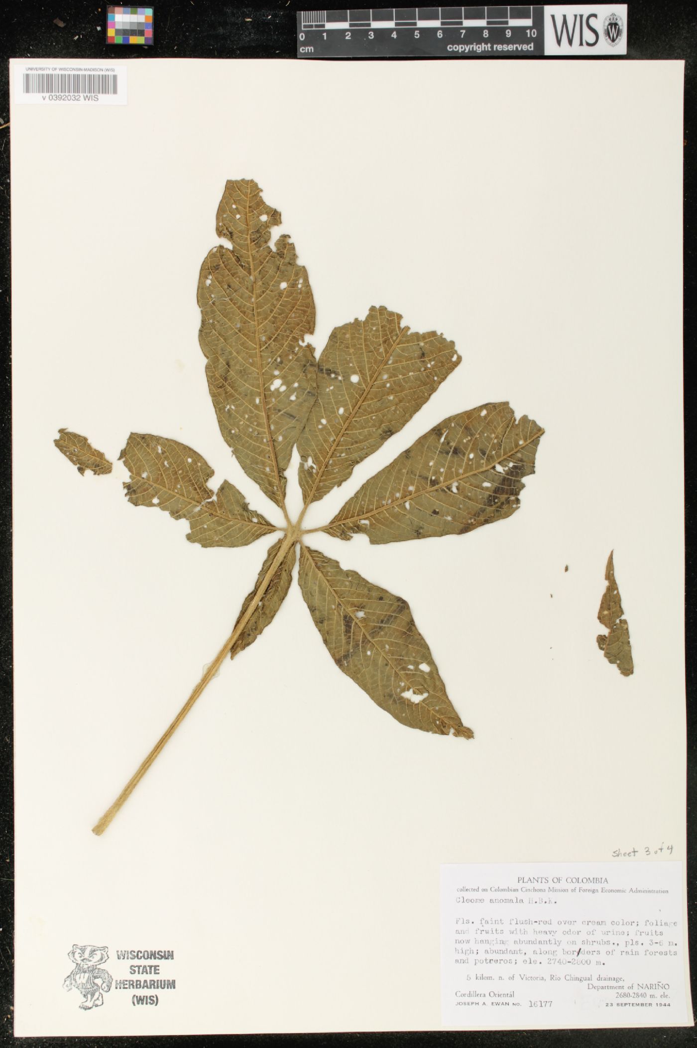 Cleome anomala image