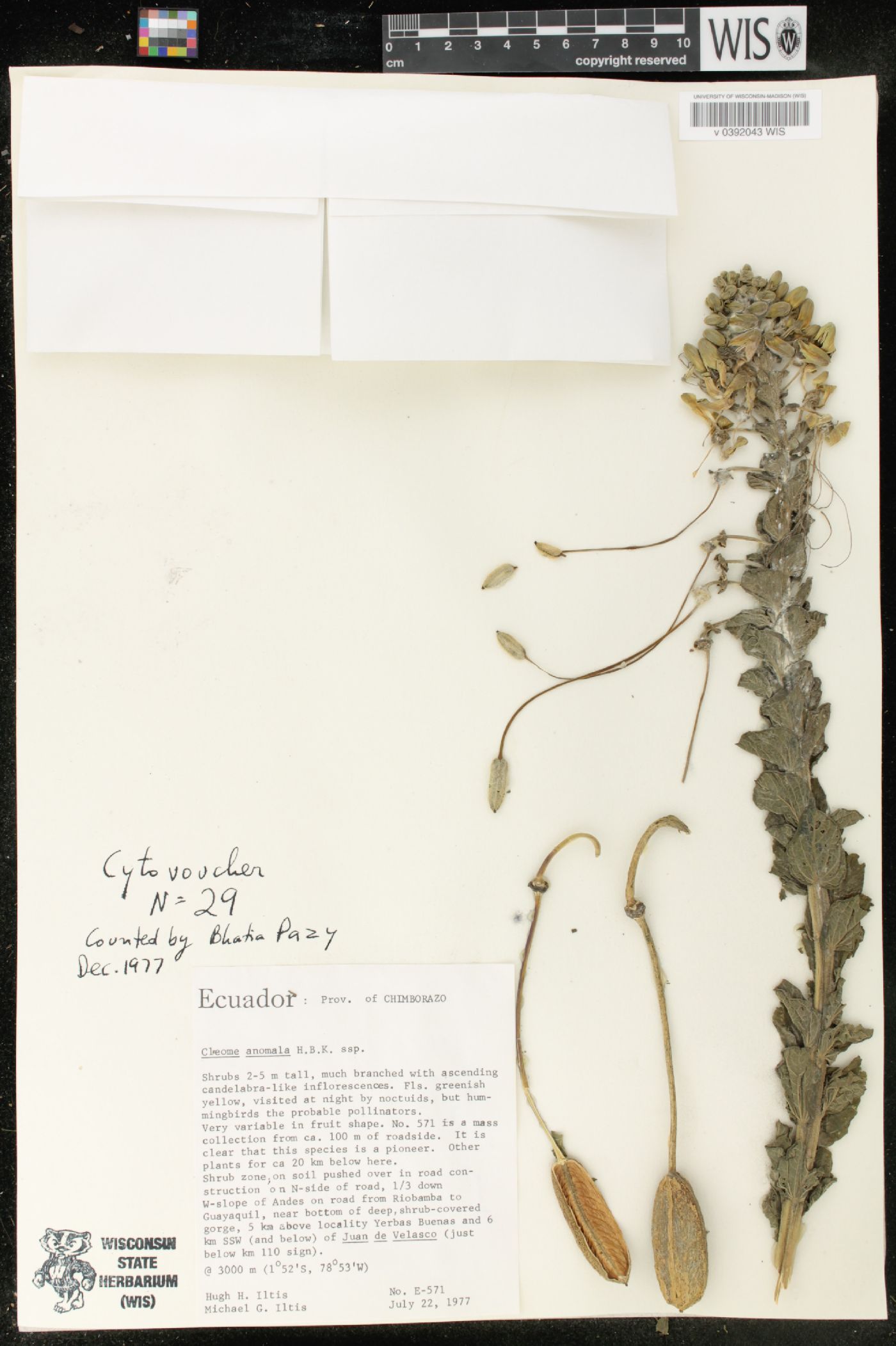 Cleome anomala image