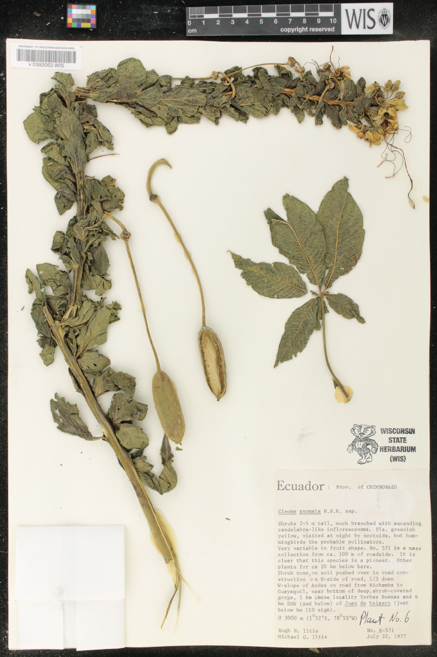 Cleome anomala image