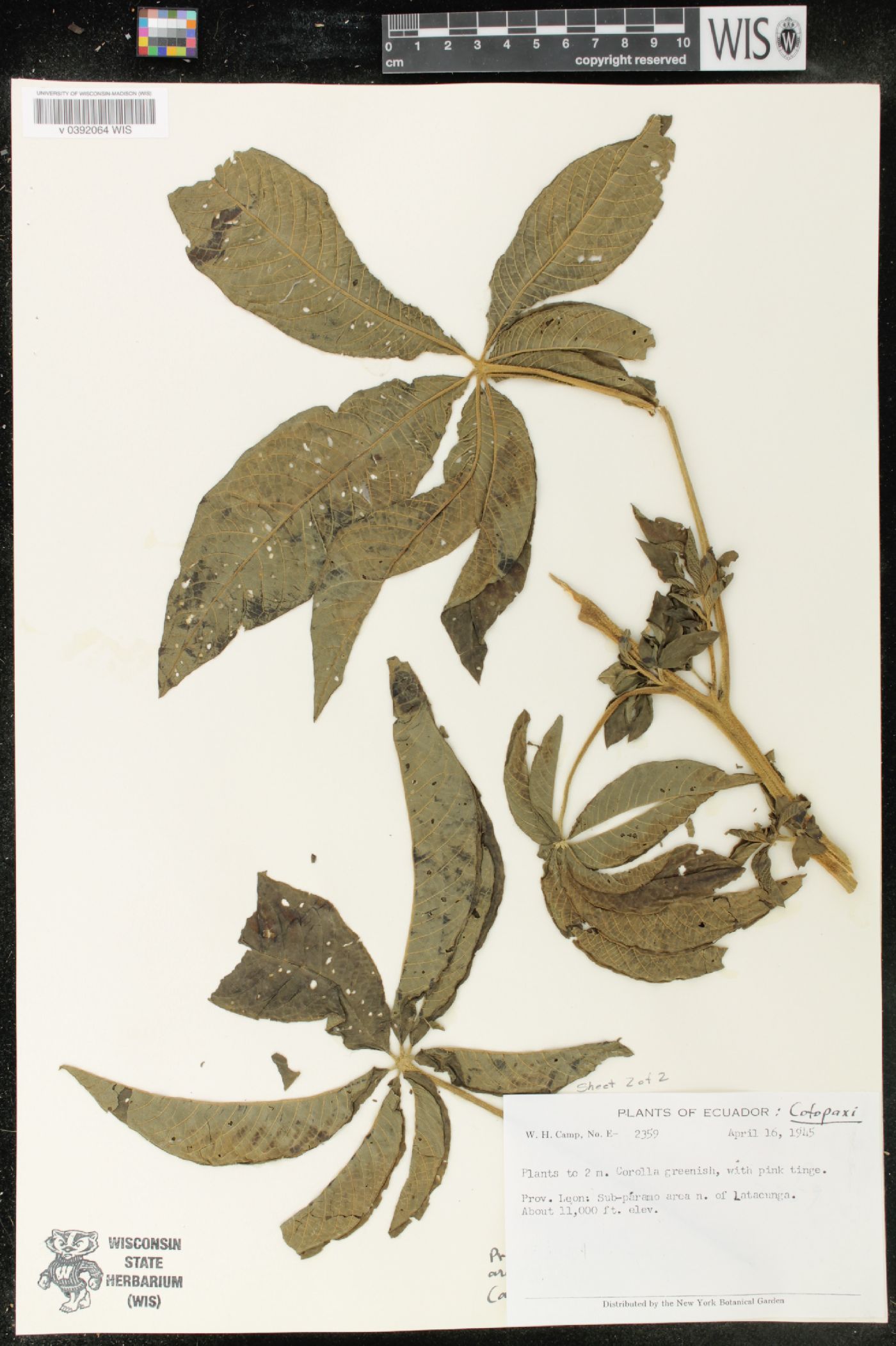 Cleome anomala image