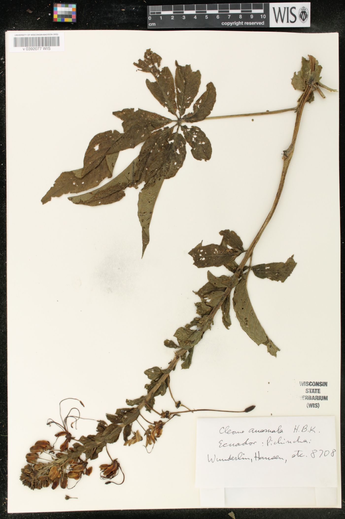 Cleome anomala image