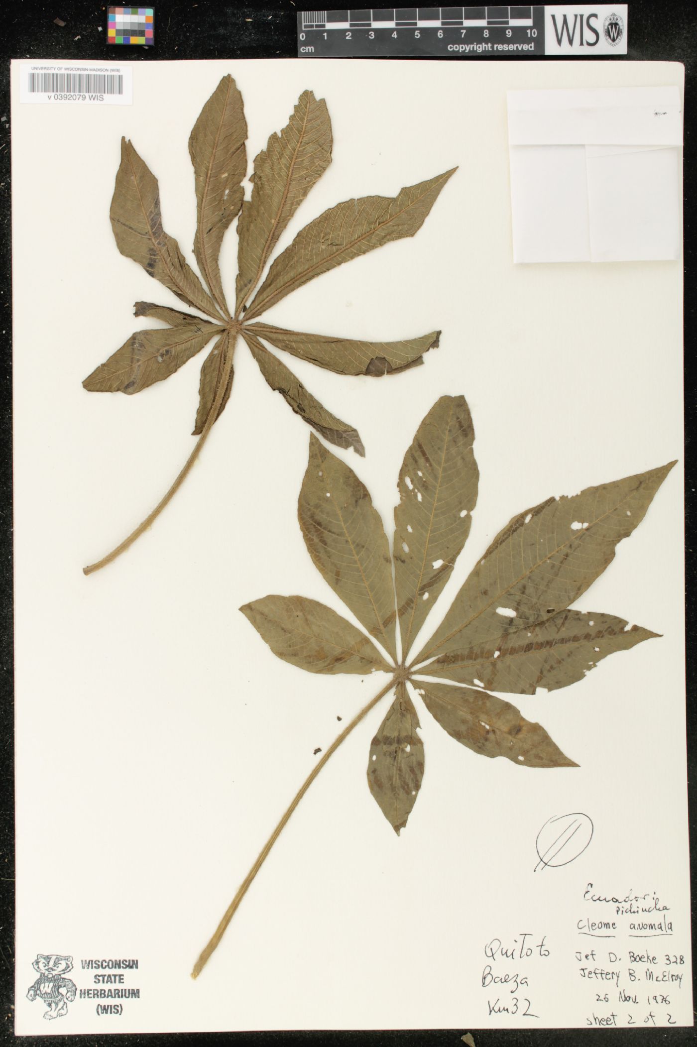 Cleome anomala image