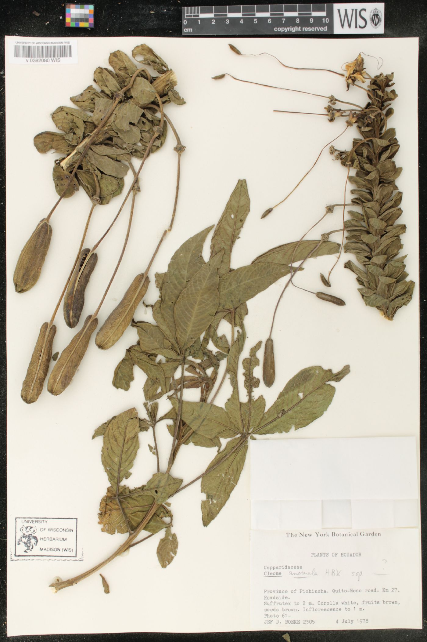 Cleome anomala image