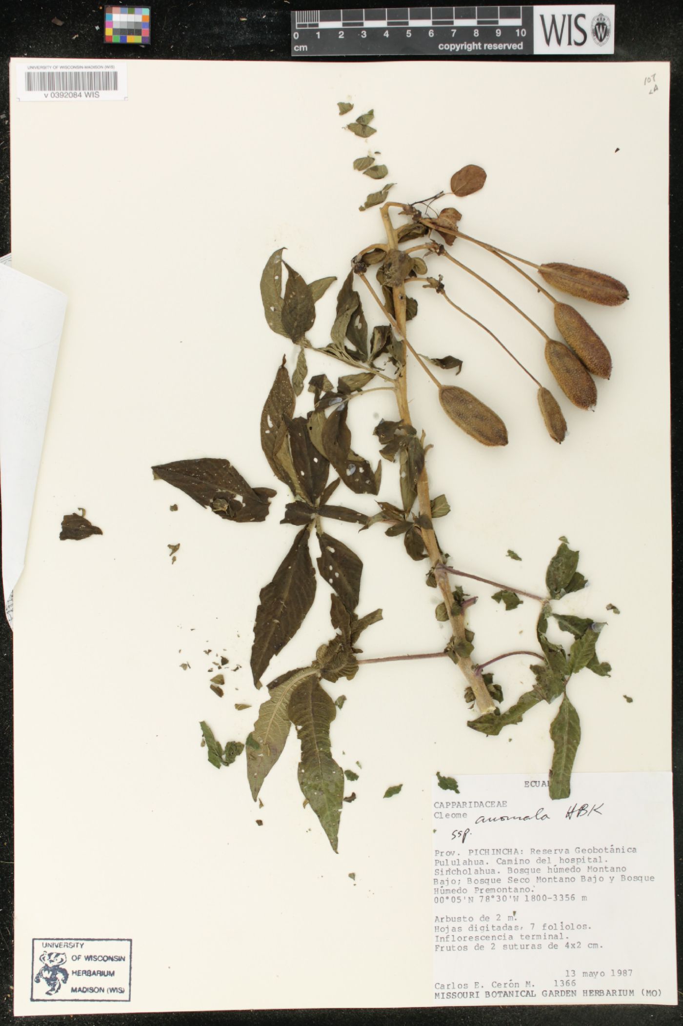 Cleome anomala image