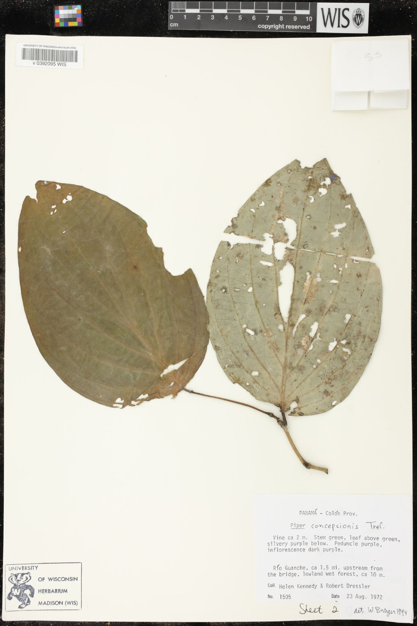 Piper subsessilifolium image