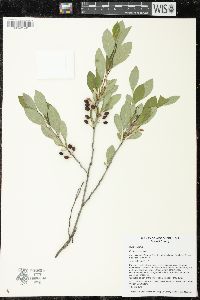 Prunus pumila image