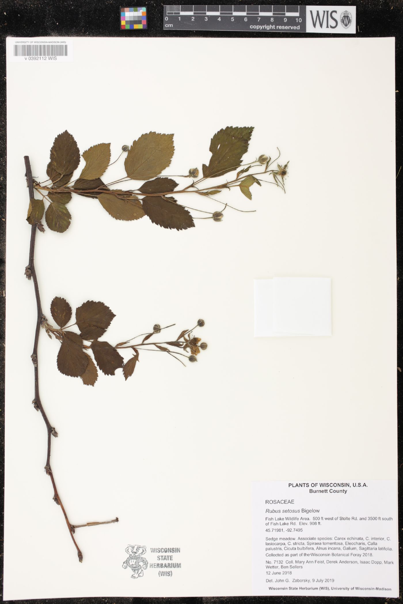 Rubus setosus image